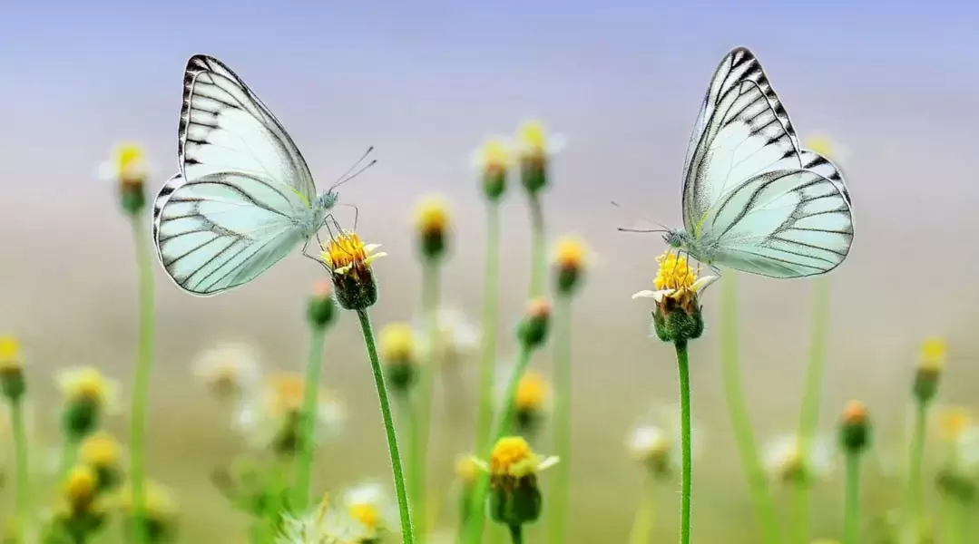 Deux papillons qui butinent des fleurs